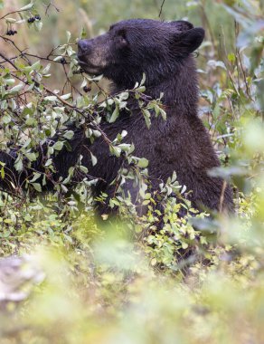 Grand Teton Ulusal Parkı 'nda sonbaharda böğürtlen yiyen bir kara ayı.