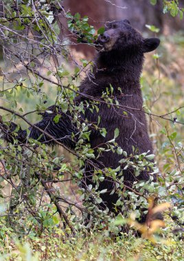 Grand Teton Ulusal Parkı 'nda sonbaharda böğürtlen yiyen bir kara ayı.