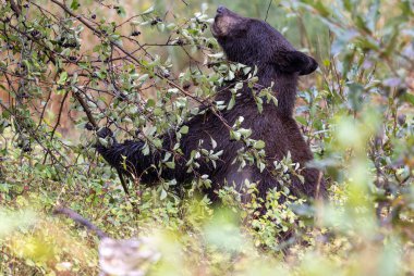 Grand Teton Ulusal Parkı 'nda sonbaharda böğürtlen yiyen bir kara ayı.