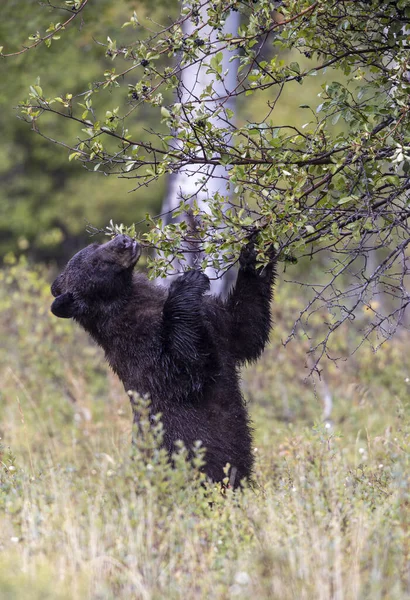 Grand Teton Ulusal Parkı 'nda sonbaharda böğürtlen yiyen bir kara ayı.