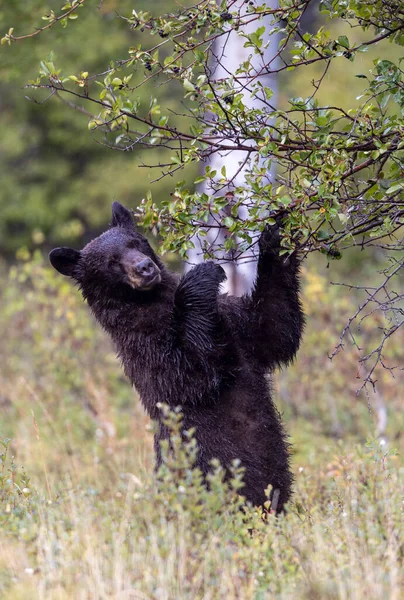 Grand Teton Ulusal Parkı 'nda sonbaharda böğürtlen yiyen bir kara ayı.