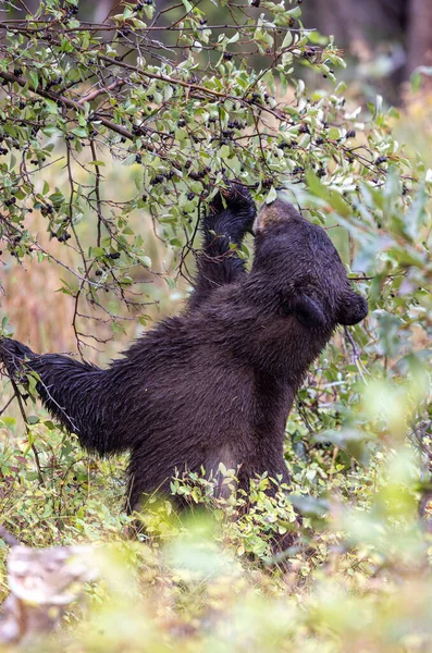 Grand Teton Ulusal Parkı 'nda sonbaharda böğürtlen yiyen bir kara ayı.