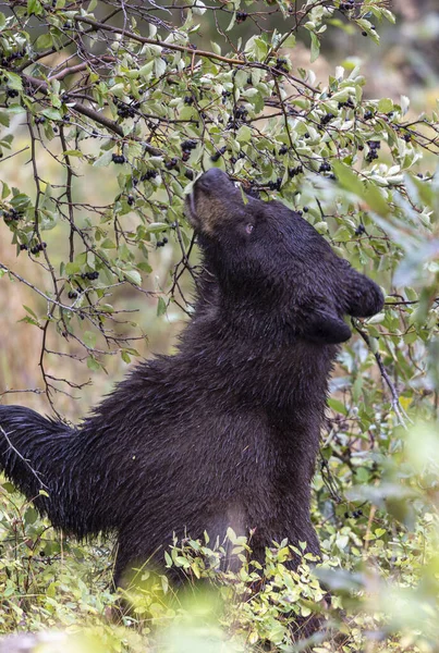 Grand Teton Ulusal Parkı 'nda sonbaharda böğürtlen yiyen bir kara ayı.
