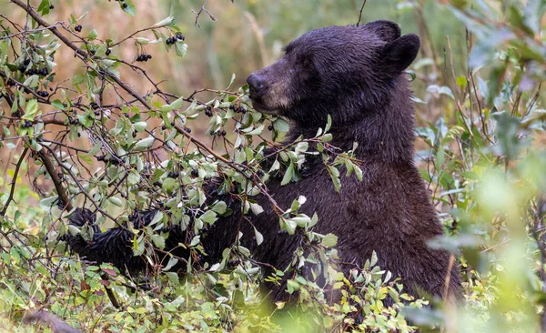 Grand Teton Ulusal Parkı 'nda sonbaharda böğürtlen yiyen bir kara ayı.