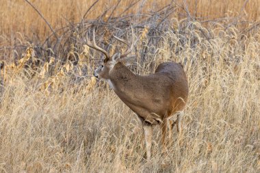 Sonbaharda Colorado 'da monotonluk döneminde bir beyaz kuyruklu geyik.