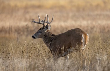 Colorado 'da sonbaharda monotonluk döneminde bir beyaz kuyruklu geyik geyiği