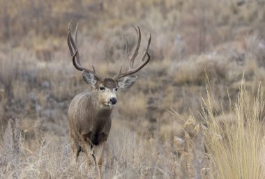 Colorado 'da sonbaharda monotonluk döneminde geyik avı.
