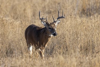 Sonbaharda Colorado 'da tekdüze bir geyik sürüsü