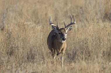 Colorado 'da sonbaharda tekdüze bir geyik sürüsü