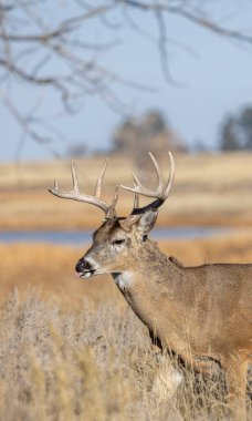 Sonbaharda Colorado 'da tekdüze bir geyik sürüsü