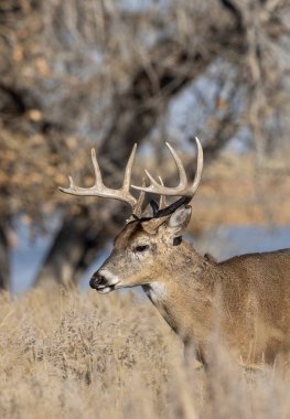 Sonbaharda Colorado 'da tekdüze bir geyik sürüsü
