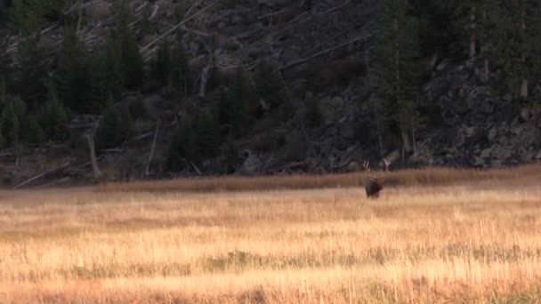 Stier elanden — Stockvideo