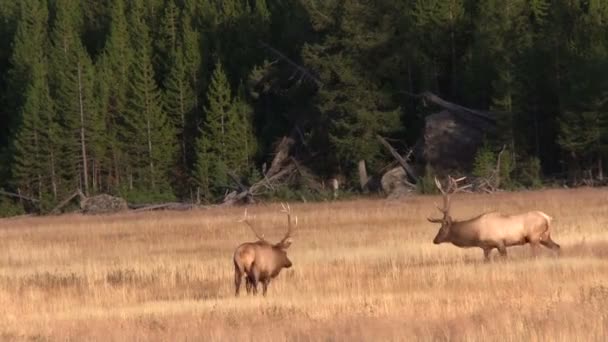 Bull Elk Facing off in Rut — Stock Video
