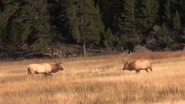 Bull elk Ježíšova v říji — Stock video