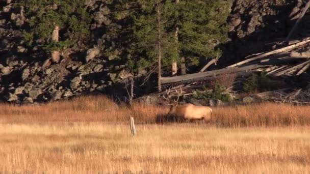 Bull Elk Facing off in Rut — Stock Video