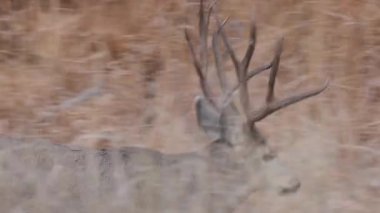 Colorado 'da sonbaharda tekdüze bir geyik sürüsü