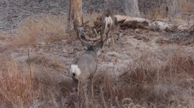 Colorado 'da sonbaharda tekdüze bir geyik avı ve dişi geyik.
