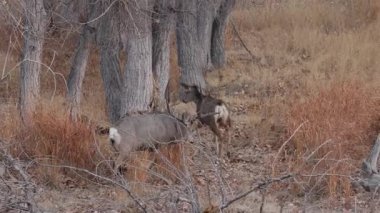 Colorado 'da sonbaharda tekdüze bir geyik avı ve dişi geyik.