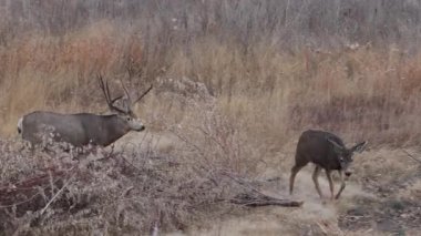Colorado 'da sonbaharda tekdüze bir geyik avı ve dişi geyik.