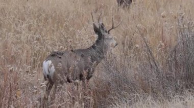Colorado 'da sonbaharda tekdüze bir geyik sürüsü