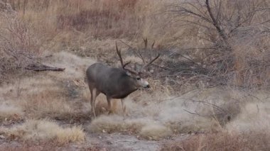 Colorado 'da sonbaharda tekdüze bir geyik sürüsü