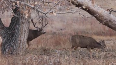 Colorado 'da sonbaharda monotonluk döneminde geyik ve geyik.
