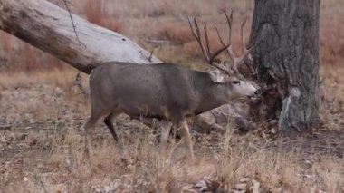 Sonbaharda Colorado 'da tekdüze bir geyik sürüsü