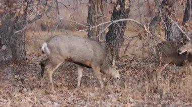 Colorado 'da sonbaharda monotonluk döneminde geyik ve geyik.