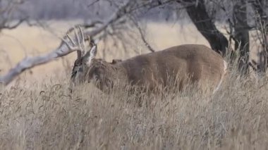 Colorado 'da sonbaharda tekdüze bir geyik sürüsü