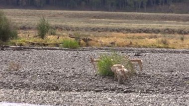 틀에 박힌 pronghorn 영양