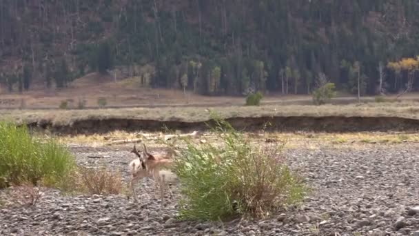 Gabelbock in Furche — Stockvideo