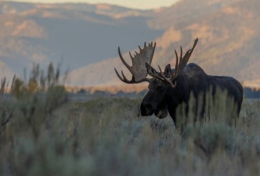 Grand Teton Ulusal Parkı Wyoming 'de sonbaharda tekdüze bir geyik.