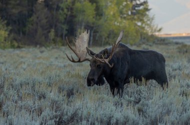 Grand Teton Ulusal Parkı Wyoming 'de sonbaharda tekdüze bir geyik.