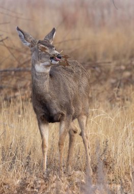 Colorado 'da sonbaharda geyik leşi.