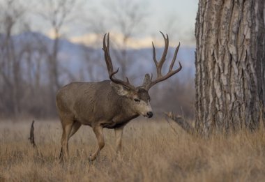 Sonbaharda Colorado 'da tekdüze bir geyik sürüsü