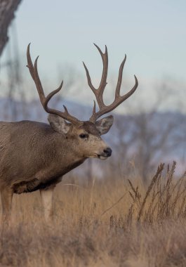 Sonbaharda Colorado 'da tekdüze bir geyik sürüsü