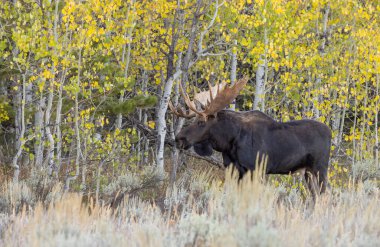 Grand Teton Ulusal Parkı Wyoming 'de sonbaharda tekdüze bir geyik.