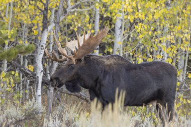 Grand Teton Ulusal Parkı Wyoming 'de sonbaharda tekdüze bir geyik.
