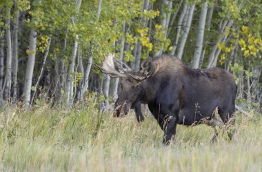 Grand Teton Ulusal Parkı Wyoming 'de sonbaharda tekdüze bir geyik.