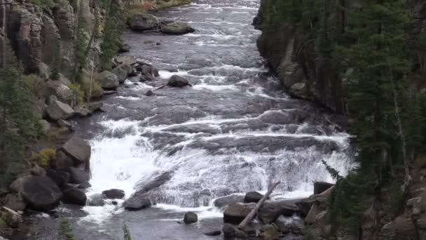 Lewis River Yellowstone National Park — Stockvideo