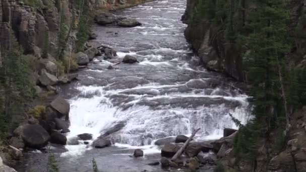 Lewis River Yellowstone National Park zooma ut — Stockvideo