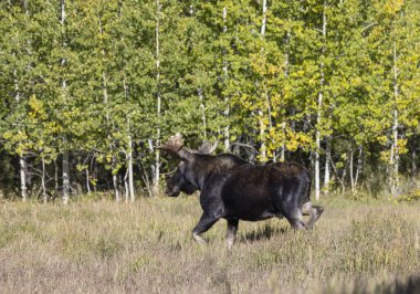 Grand Teton Ulusal Parkı 'nda sonbaharda Wyoming' de tekdüze bir geyik.