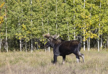 Grand Teton Ulusal Parkı 'nda sonbaharda Wyoming' de tekdüze bir geyik.