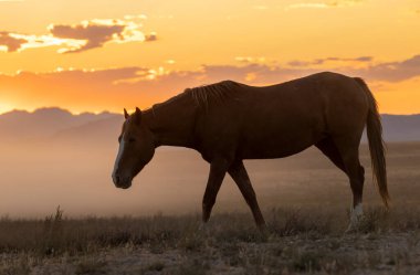 Sonbaharda Utah çölünde günbatımında vahşi bir at.