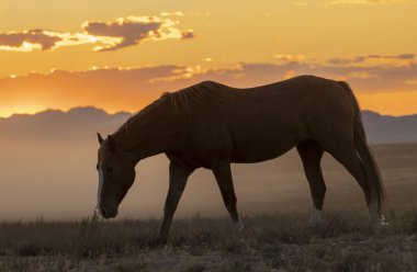 Sonbaharda Utah çölünde günbatımında vahşi bir at.