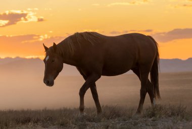 Sonbaharda Utah çölünde günbatımında vahşi bir at.