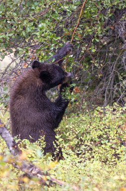 Grand Teton Ulusal Parkı Wyoming 'de sonbaharda böğürtlen yiyen bir kara ayı.