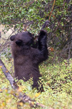 Grand Teton Ulusal Parkı Wyoming 'de sonbaharda böğürtlen yiyen bir kara ayı.