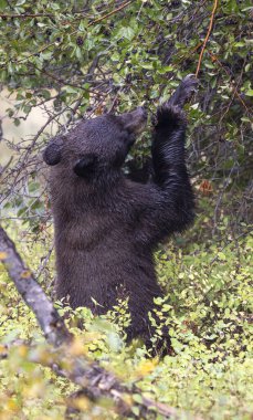 Grand Teton Ulusal Parkı Wyoming 'de sonbaharda böğürtlen yiyen bir kara ayı.