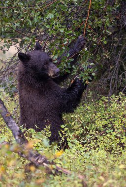 Grand Teton Ulusal Parkı Wyoming 'de sonbaharda böğürtlen yiyen bir kara ayı.